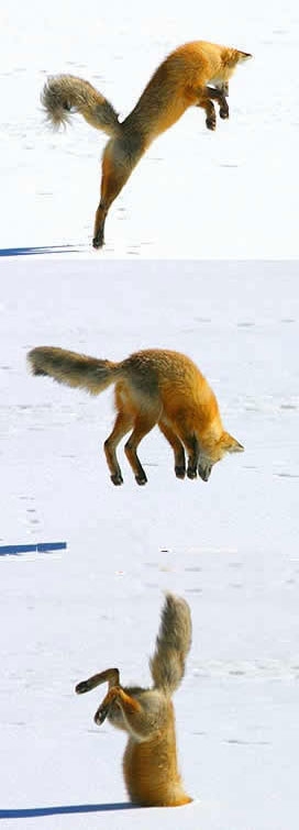 foxjump.jpg