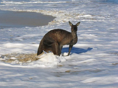 skippy2.jpg