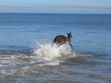 skippy3.jpg